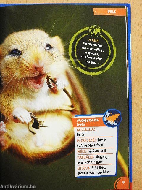 Disney Állati Szafari 49.