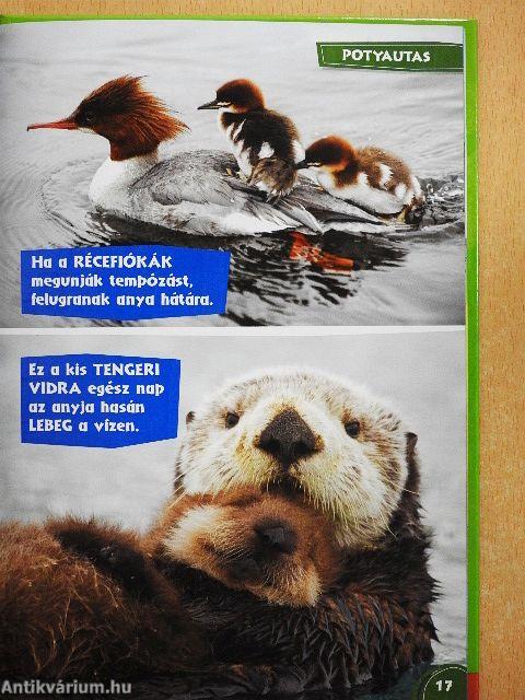 Disney Állati Szafari 42.