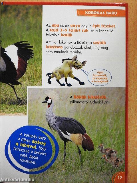 Disney Állati Szafari 66.