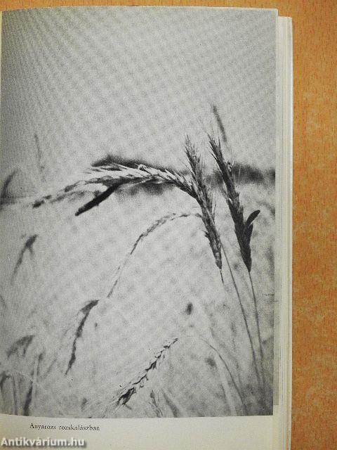 Gyógyító növények