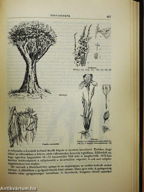 A kultúra világa - A világmindenség/Az élő világ