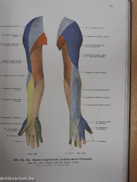 Lehrbuch und Atlas der Anatomie des Menschen III.