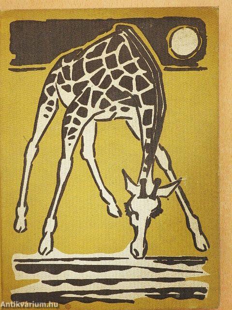 A zsiráfok inni mennek