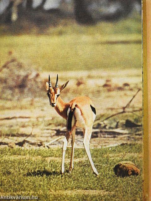 A zsiráfok inni mennek