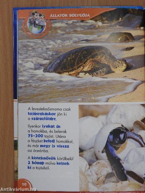 Disney Állati Szafari 63.