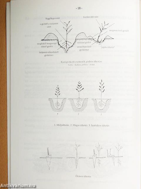 Hogyan telepítsünk erdőt?