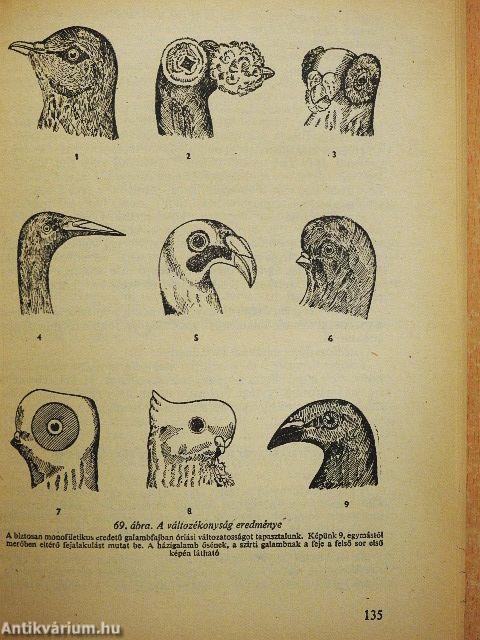 Állattenyésztés I. 