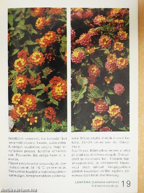 Az egy- és kétnyári virágokról