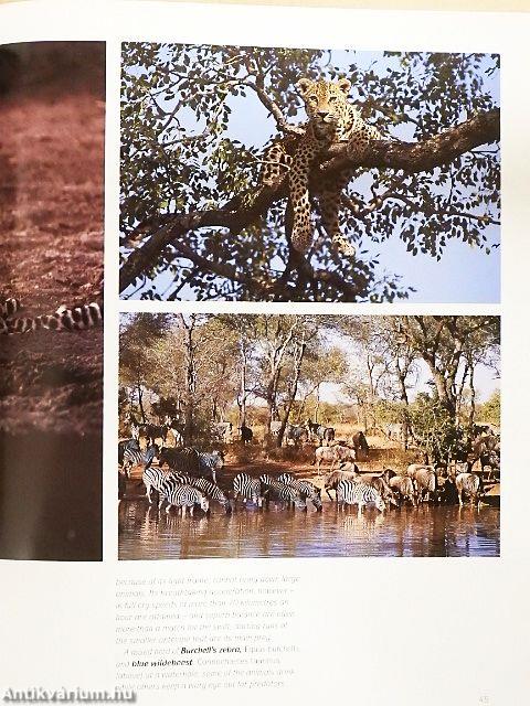 This is South Africa