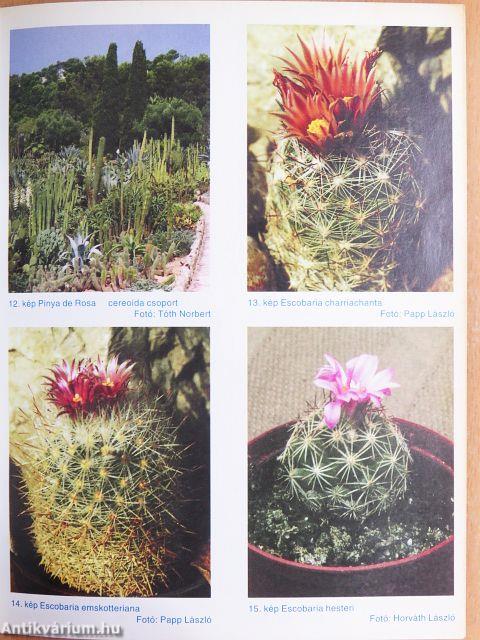 Debreceni pozsgás-tár1999/1-4.