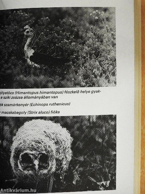 Kiskunságtól a Sárrétig