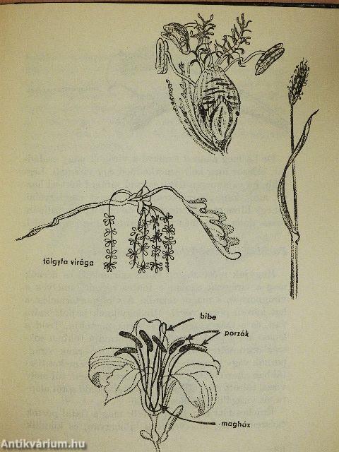 Mit mutat a nagyító?