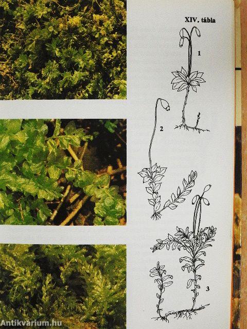 Mohák, zuzmók, harasztok