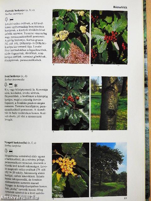 Európa fái és bokrai