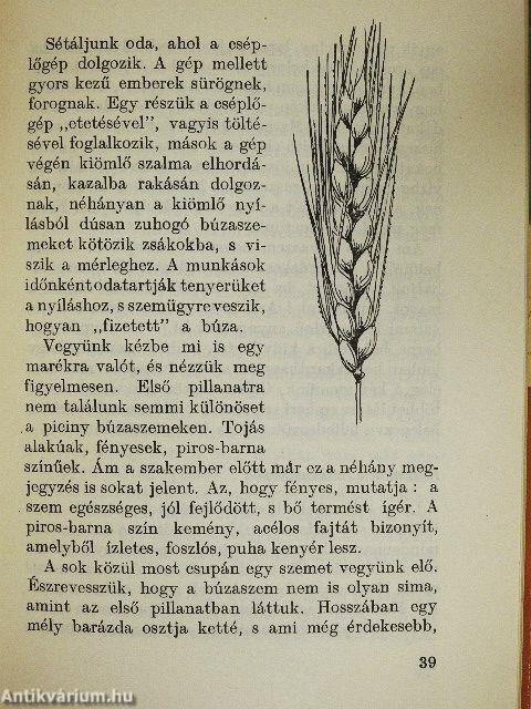 A kenyér története