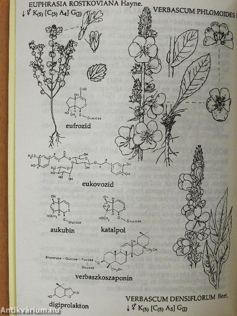 Gyógynövényismeret III.