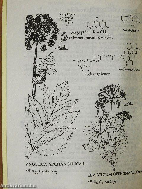 Gyógynövényismeret II.