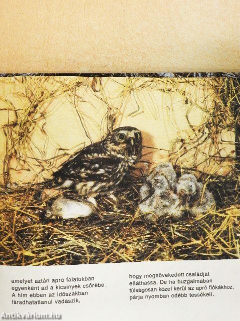 Nesztelen szárnyakon