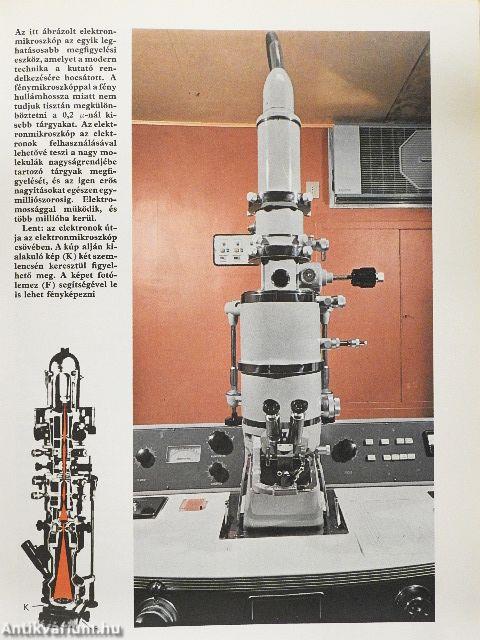 Élet a mikroszkóp alatt