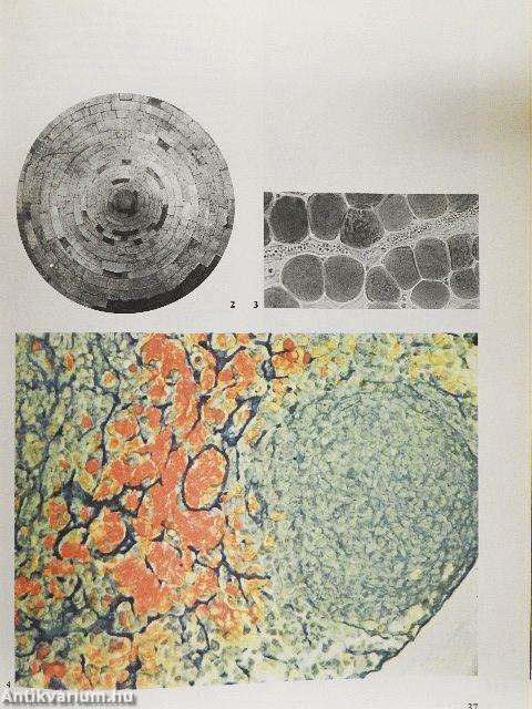 Élet a mikroszkóp alatt