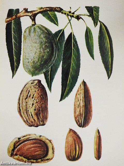 Gyümölcsfajták zsebkönyve