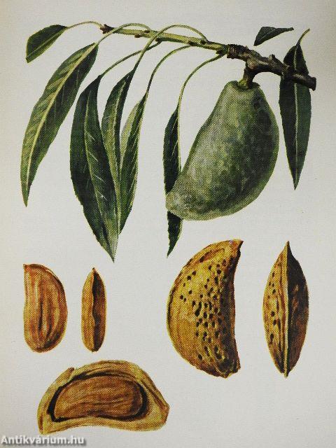 Gyümölcsfajták zsebkönyve