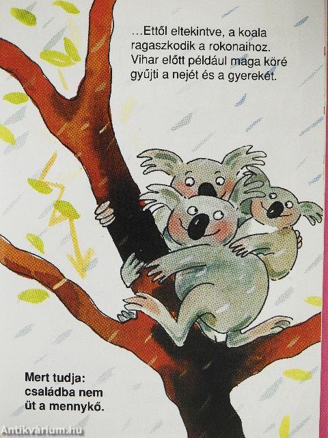 Amit a koalákról feltétlenül tudni kell