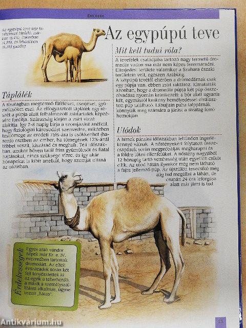 Az afrikai sivatagok és Madagaszkár állatvilága