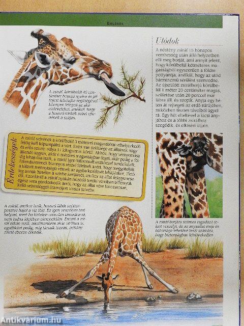 A szavannák állatvilága