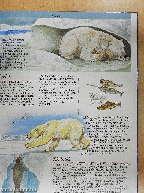 Az Északi- és a Déli-sark állatvilága