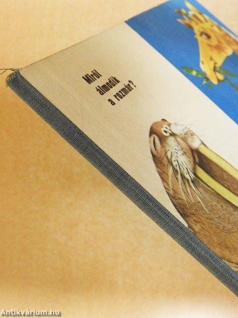 Miről álmodik a rozmár?