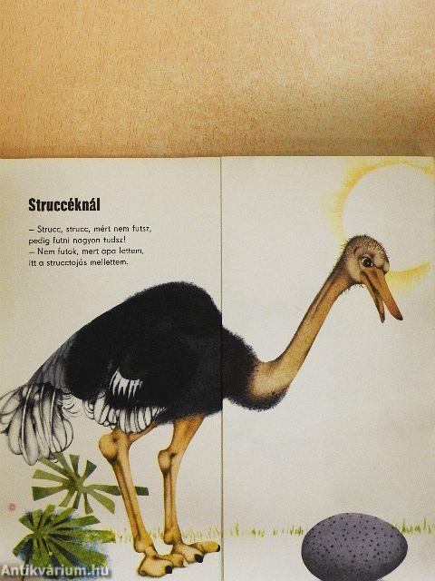 Miről álmodik a rozmár?