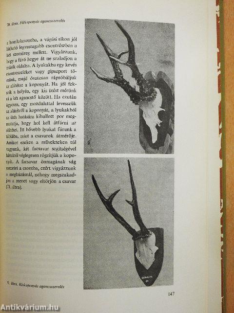 Az őz és vadászata