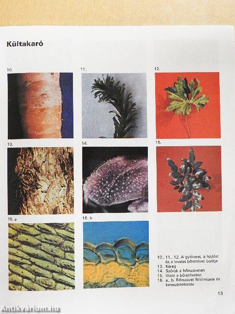 Biológiai album II.