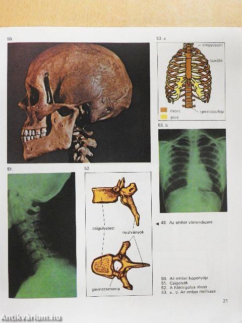 Biológiai album II.