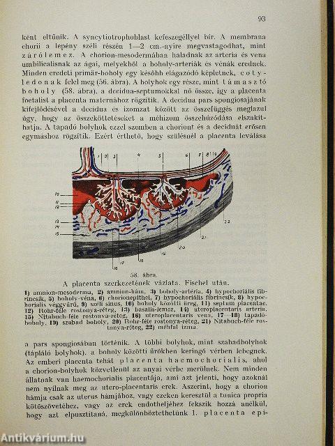 Az ember fejlődésének alapvonalai