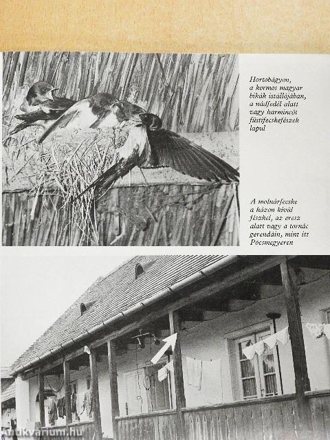 Fecskét látok, szeplőt hányok