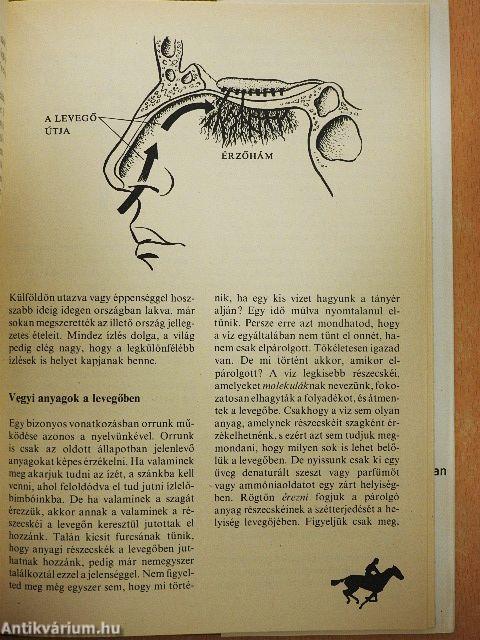 Hogyan érzékelünk?