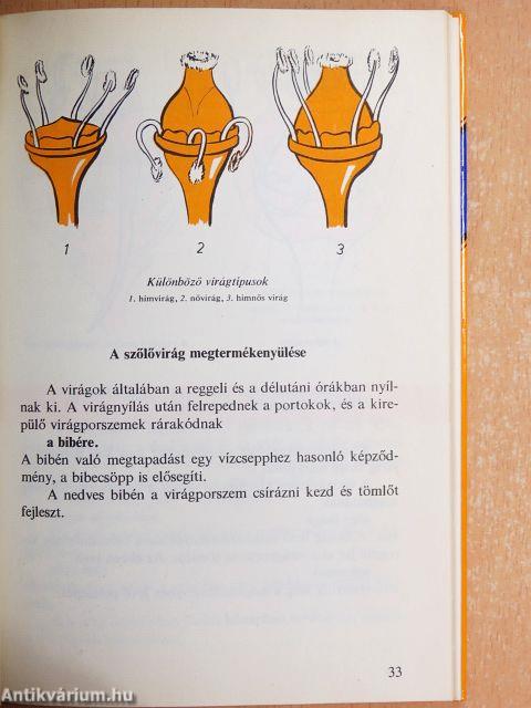 Tavasztól tavaszig a szőlőben