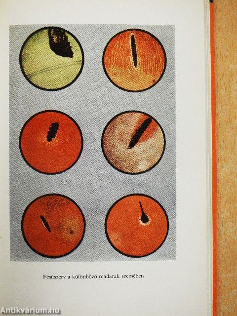 Hogyan lát az ember és az állat?