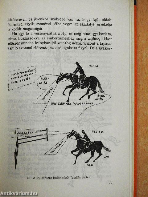 Hogyan lát az ember és az állat?