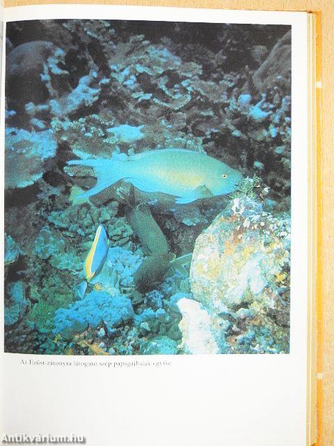 Kincskeresés a tenger mélyén