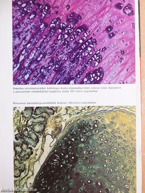 Életünk és a mikrobák