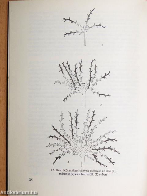 Bogyós gyümölcsűek termesztése