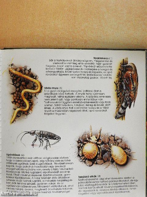 A talaj élővilága