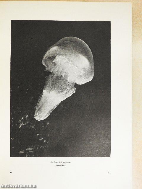 Brehm - Az állatok világa I-IV.