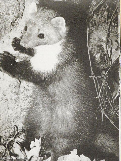 Ezer ágán ezer fészek