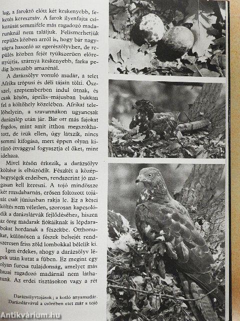 Ezer ágán ezer fészek