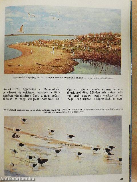 A természet világa