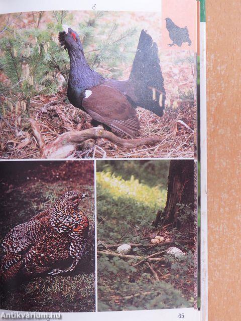 Szárazföldi madarak